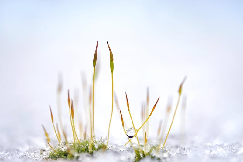 Minimalist Gardens