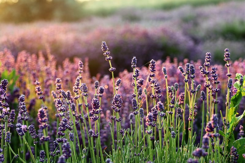 Aromatic Plants Corner