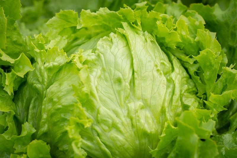 Salad Greens Patch