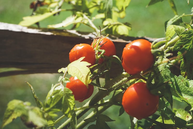 Tomato Cages