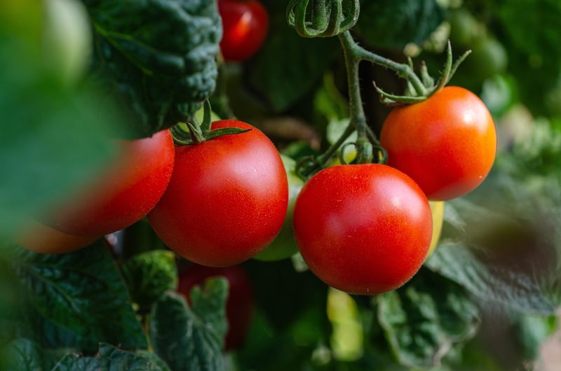 Tomato plant cage